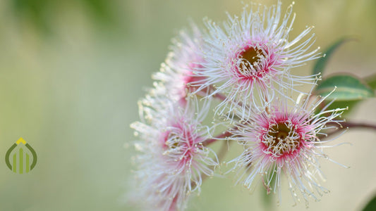 Easy Sustainable Steps for a Flourishing Summer Garden - Eco-Tech Building Solutions