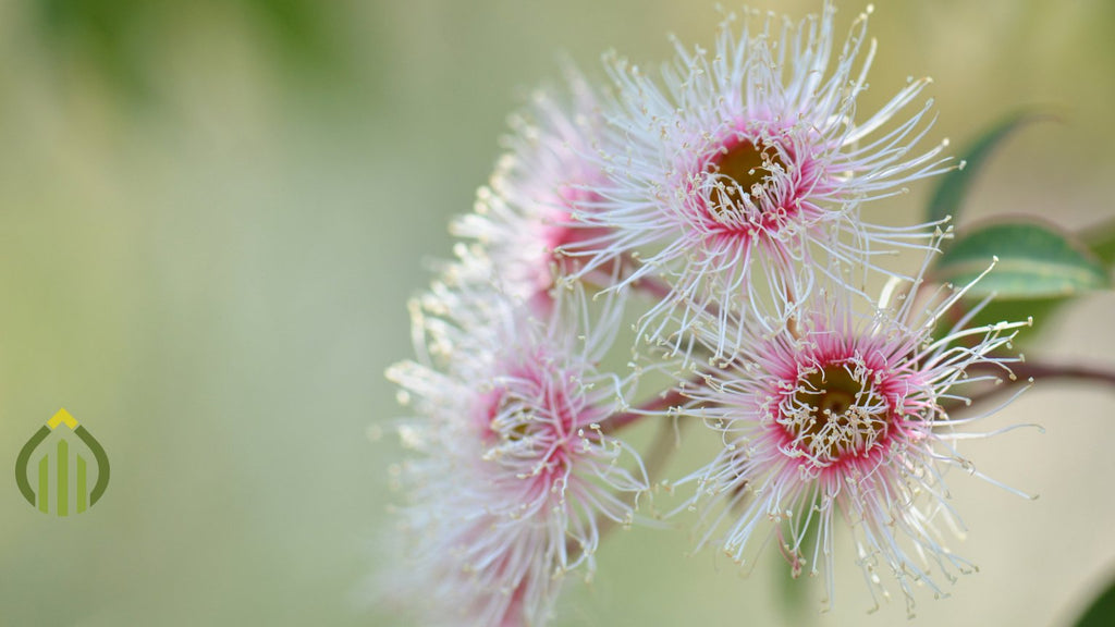 Easy Sustainable Steps for a Flourishing Summer Garden